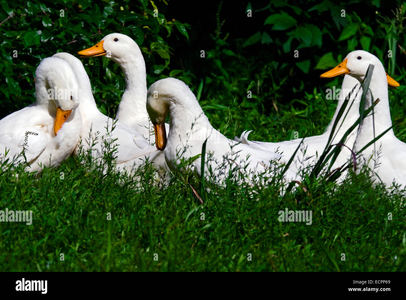 Eine Gruppe von Peking Enten einige Gras in der Nähe von einem Teich neben dem Lake Monroe, Indiana, USA. Stockfoto