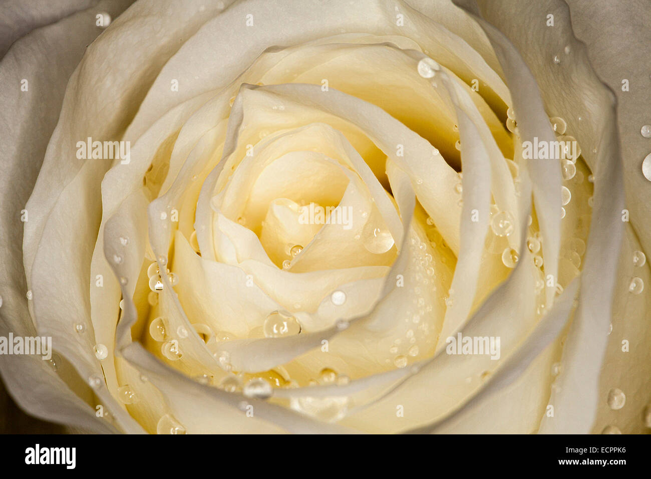 Makroaufnahme einer weißen rose, Novato, Kalifornien, USA Stockfoto