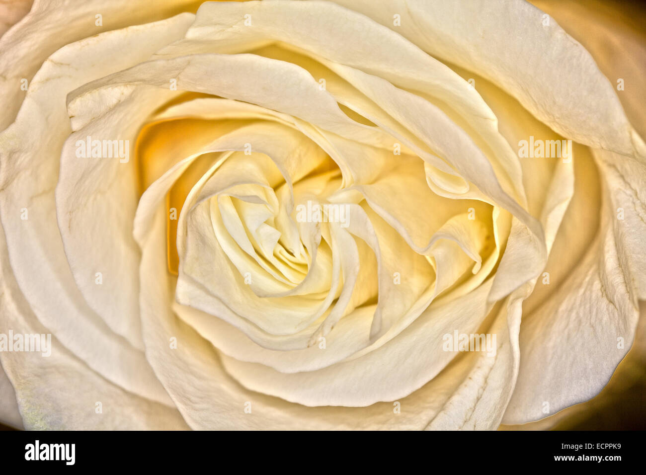 Makroaufnahme einer weißen rose, Novato, Kalifornien, USA Stockfoto