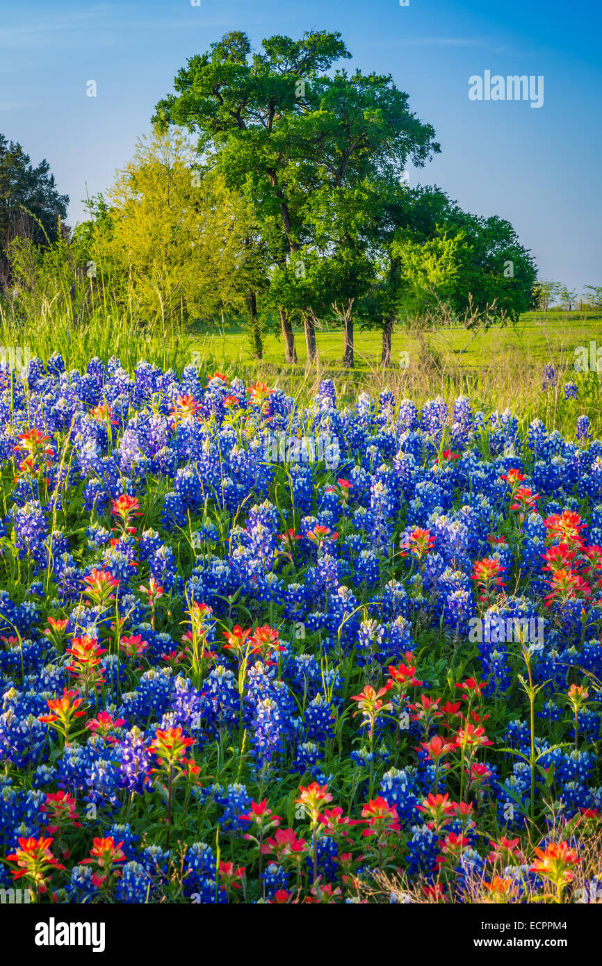 Kornblumen in Ennis / Texas. Lupinus Texensis, die Texas Bluebonnet ist eine Art von Lupine endemisch in Texas Stockfoto