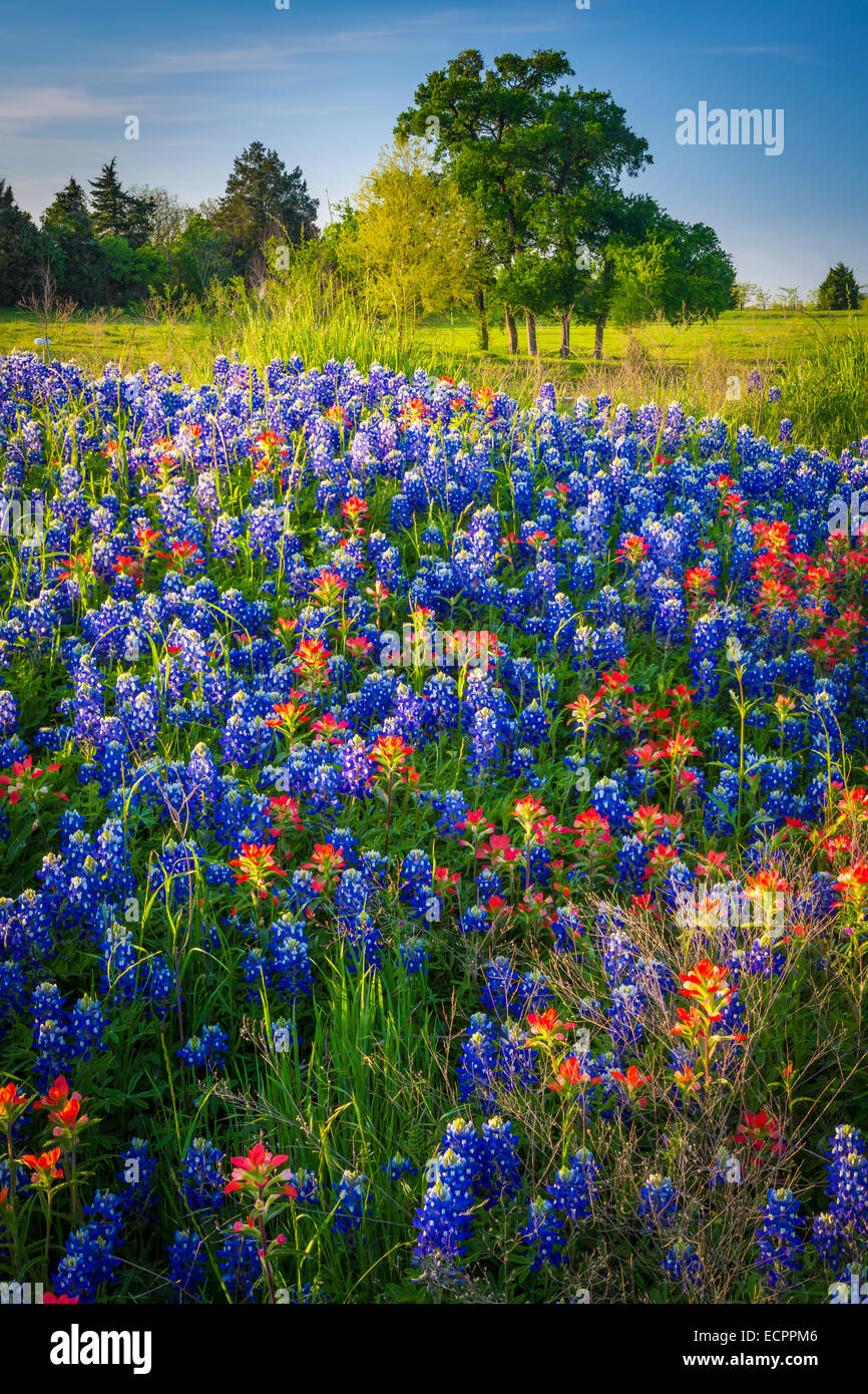 Kornblumen in Ennis / Texas. Lupinus Texensis, die Texas Bluebonnet ist eine Art von Lupine endemisch in Texas. Stockfoto