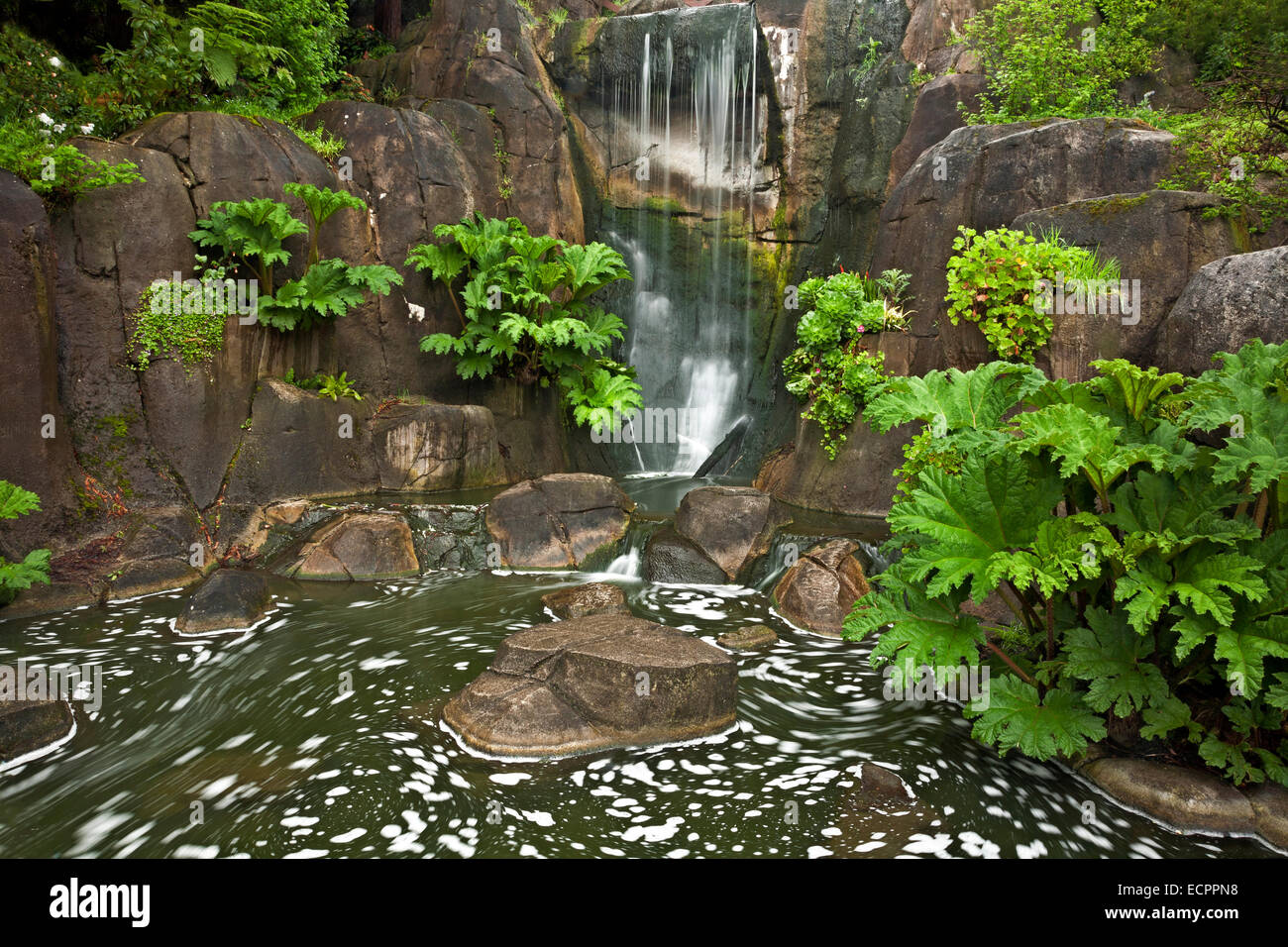 CA02540-00... CALIFORNIA-künstlichen Wasserfall am Fuße des Strawberry Hill in San Francisco Golden Gate Park. Stockfoto