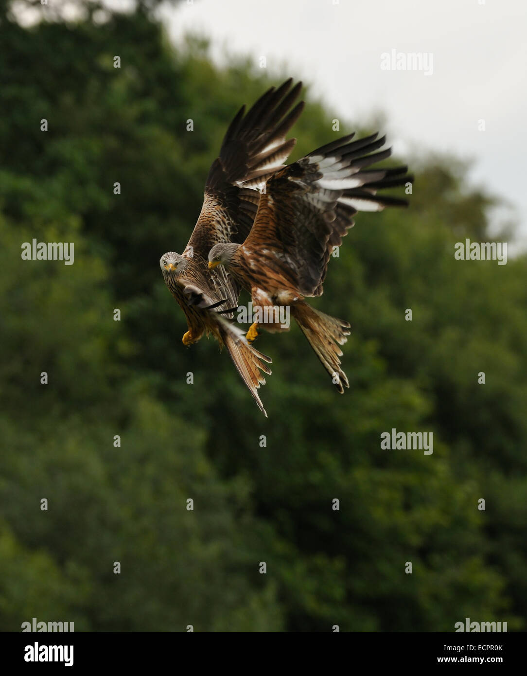 Rotmilan, Milvus milvus über ein Feld mit Bäumen und Himmel im Hintergrund in der Nähe von Rhayader in Wales, Vereinigtes Königreich, Stockfoto