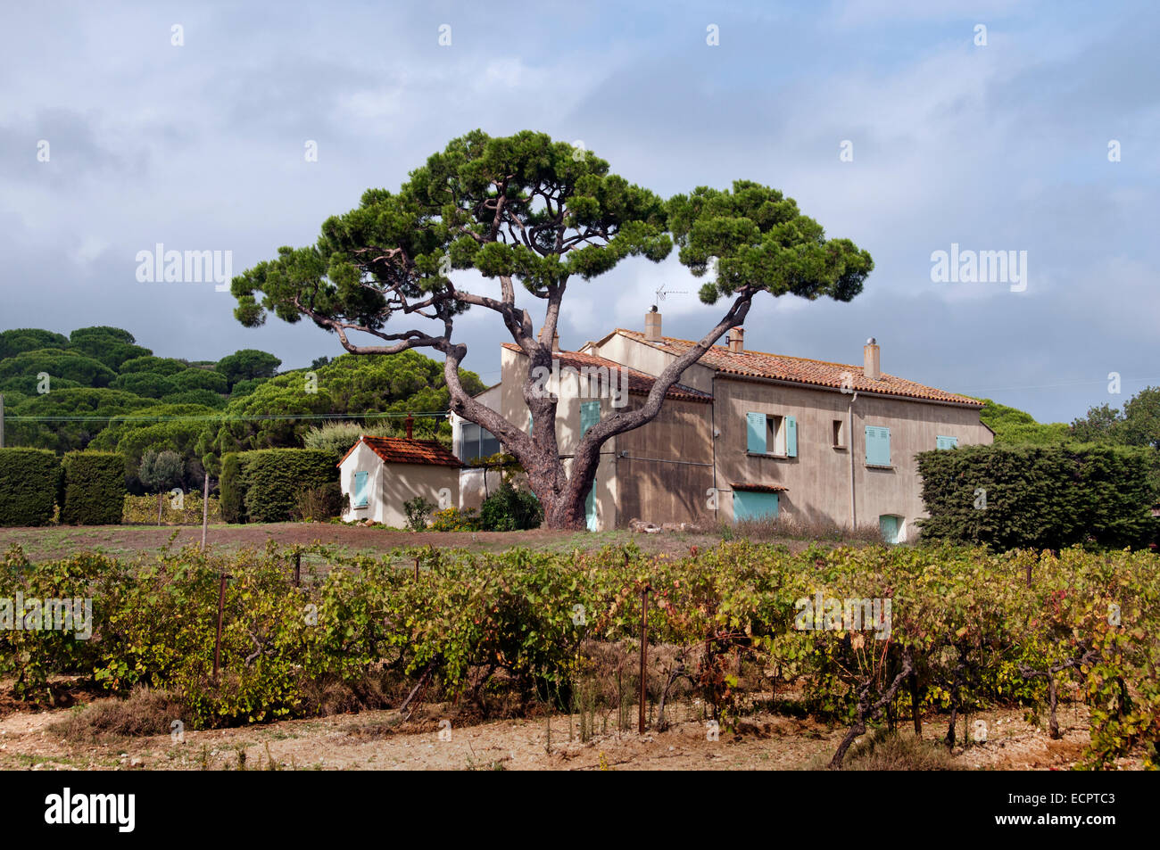 Sankt St Tropez Frankreich Wein Ernte Vintage Trauben Weinberg Landwirtschaft Cotes de Provence Stockfoto