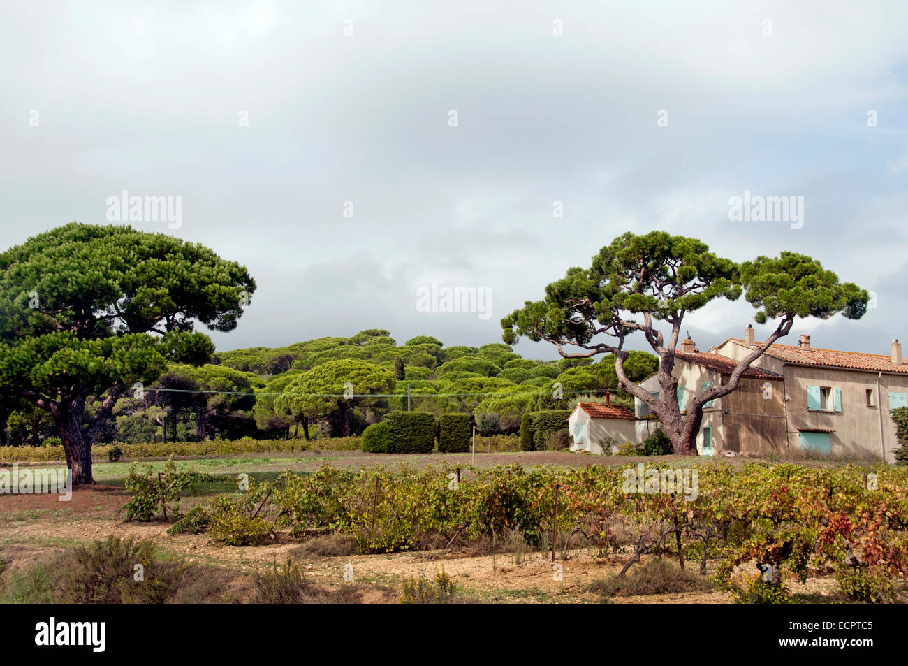 Sankt St Tropez Frankreich Wein Ernte Vintage Trauben Weinberg Landwirtschaft Cotes de Provence Stockfoto