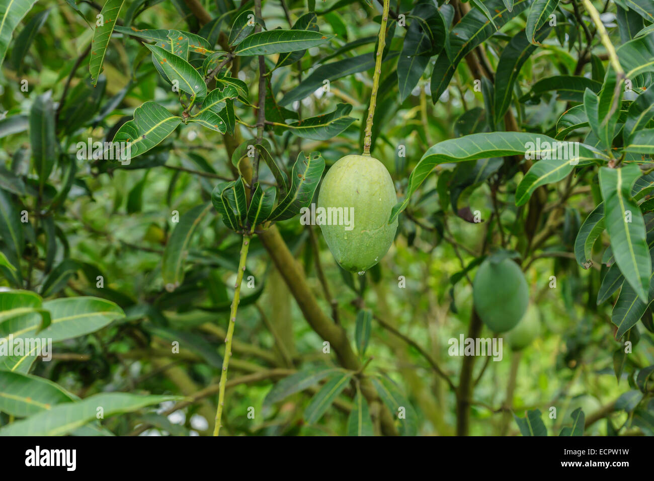 Mango wächst auf einem Baum in Bangladesch Stockfoto