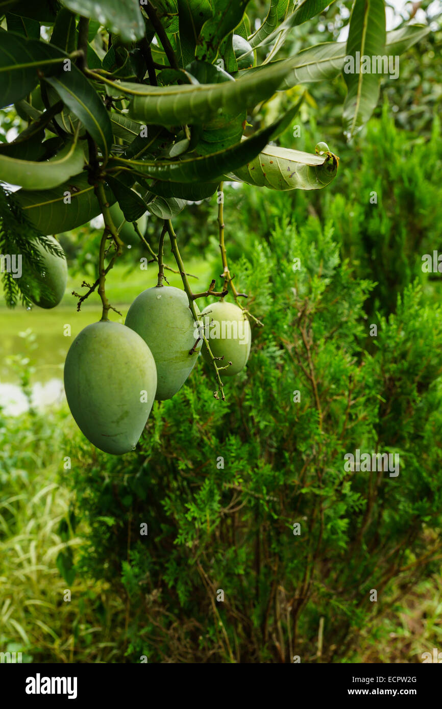 Mango wächst auf einem Baum in Bangladesch Stockfoto