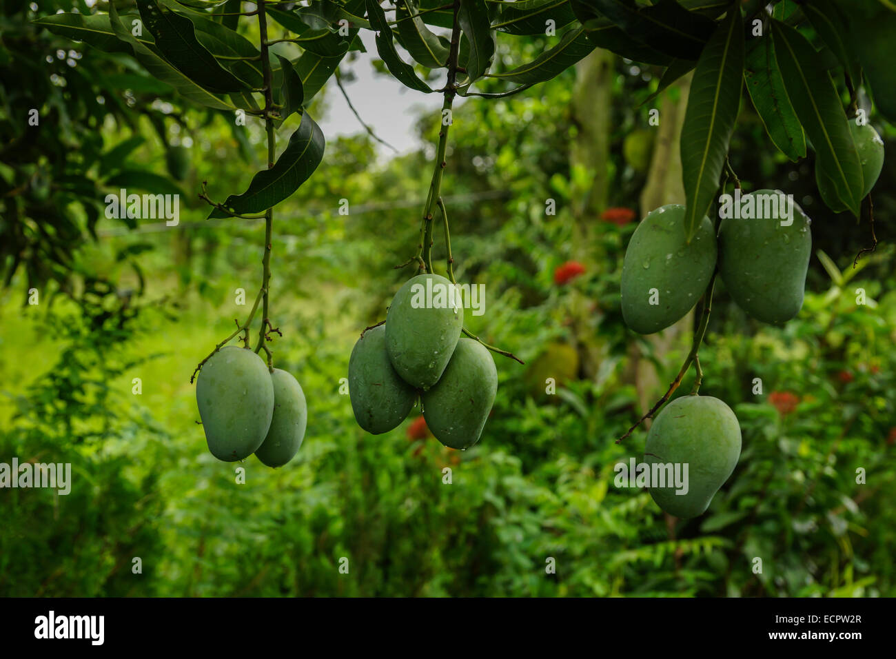 Mango wächst auf einem Baum Stockfoto