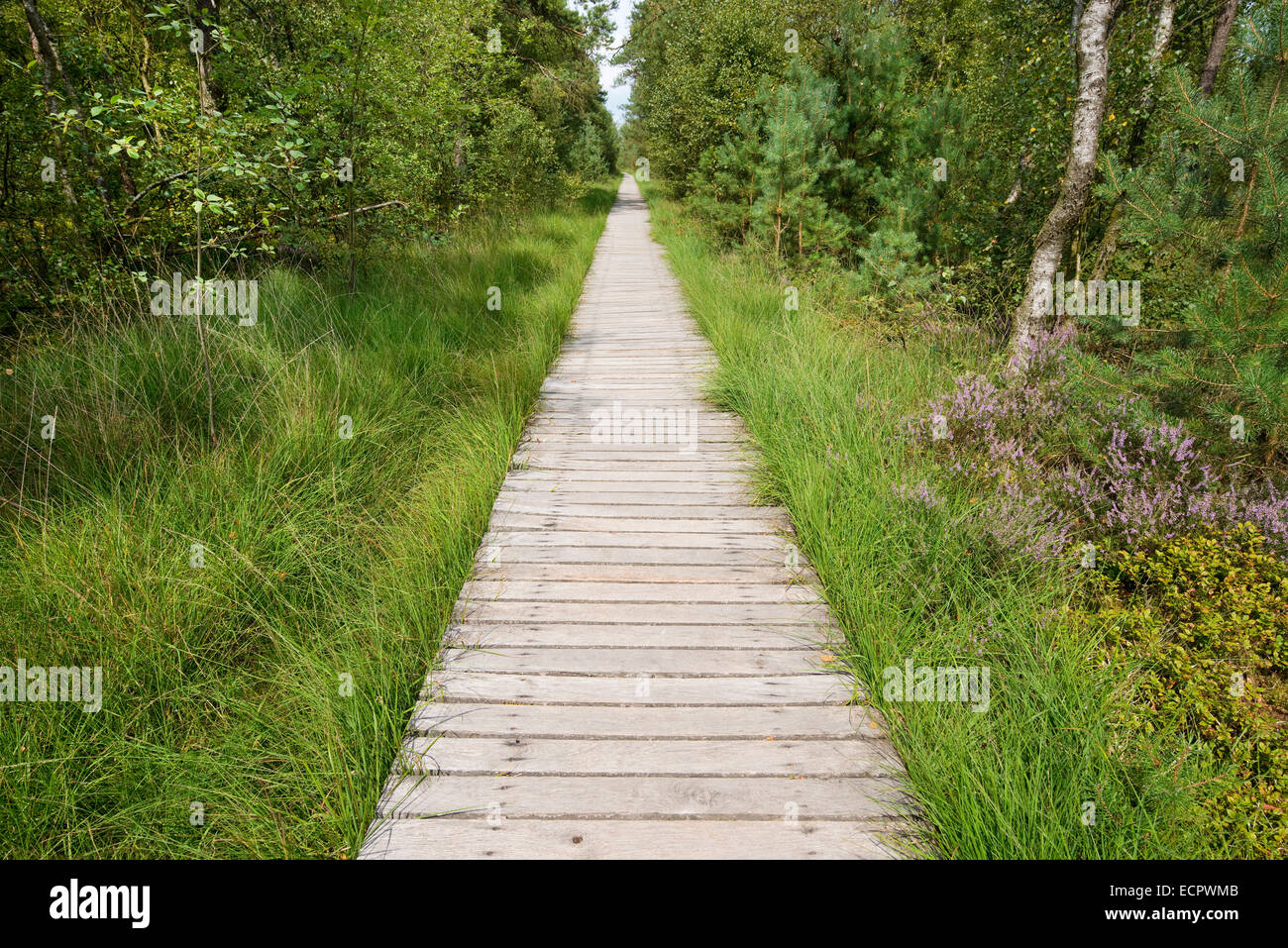 Promenade durch das Pietzmoor, Naturschutzgebiet Lüneburger Heide, Schneverdingen, Niedersachsen, Deutschland Stockfoto