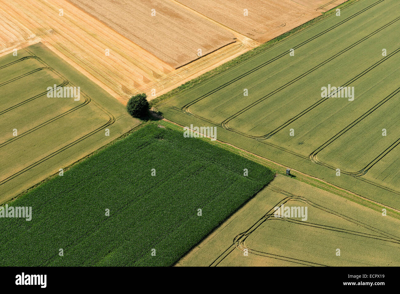 Luftbild von mehreren Feldern mit einem Baum zwischen 22. Juli 2013 Stockfoto