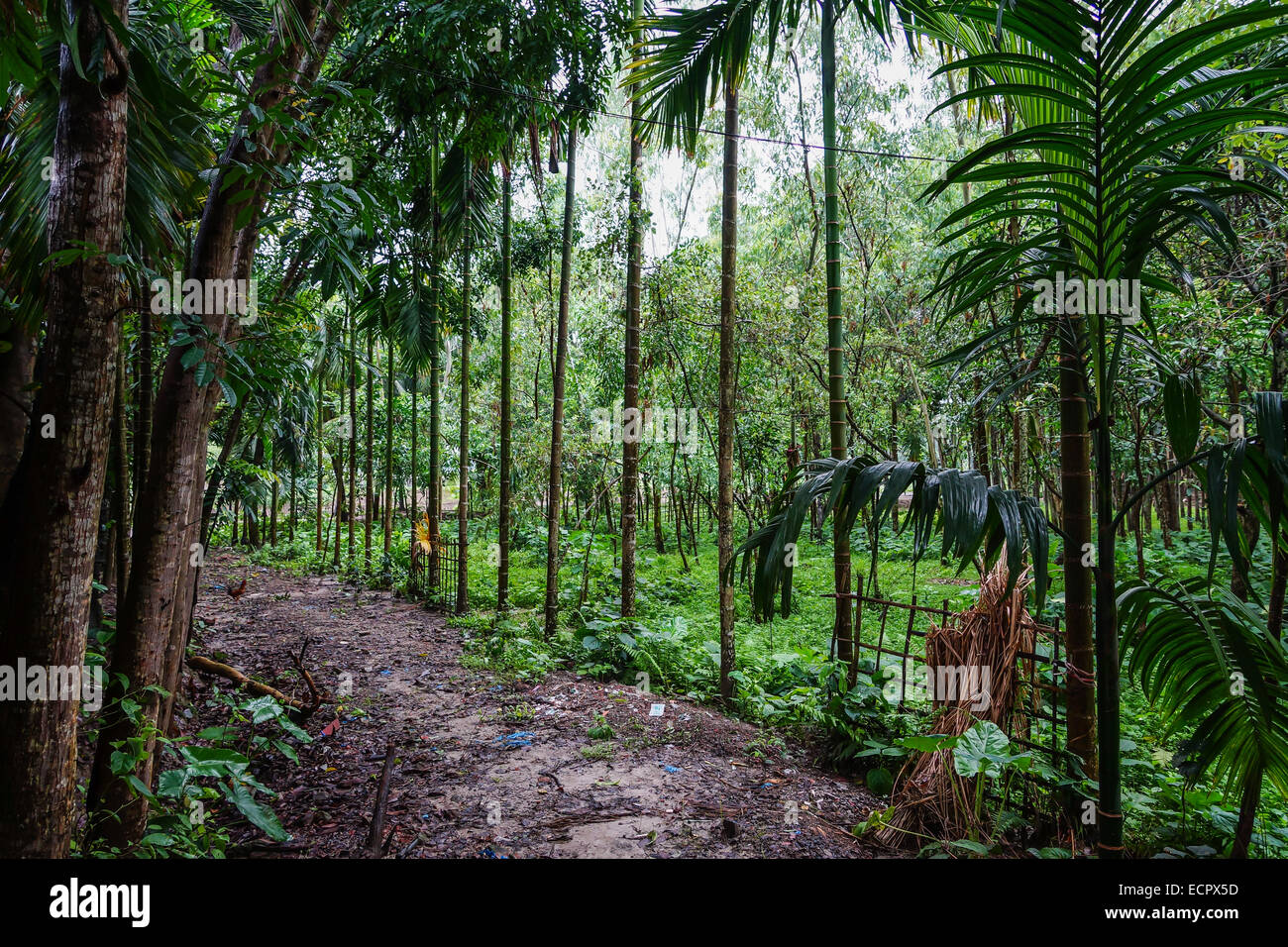 Dorf Weg in Bangladesch Stockfoto