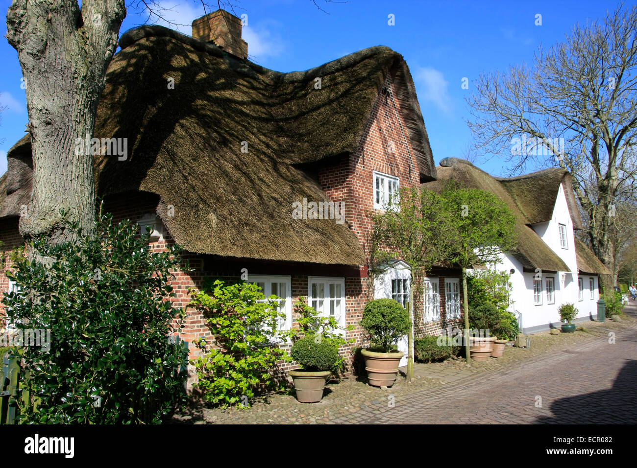 Traditionelles Reetdachhaus in der Poststraße von Nieblum. Nieblum Liegt Im Süden der Insel Föhr, Etwa Auf Halber Höhe Zwischen der West-Und der Ostseite der Insel. Foto: Klaus Nowottnick Datum: 18.04.2014 Stockfoto