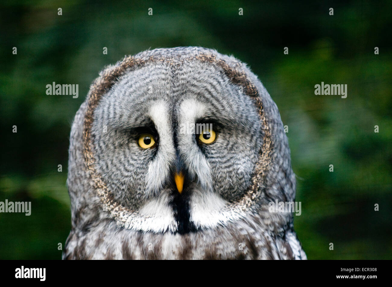 Dies ist sibirische graue Eule. Es ist Fangbeine Nachtvogel. Stockfoto