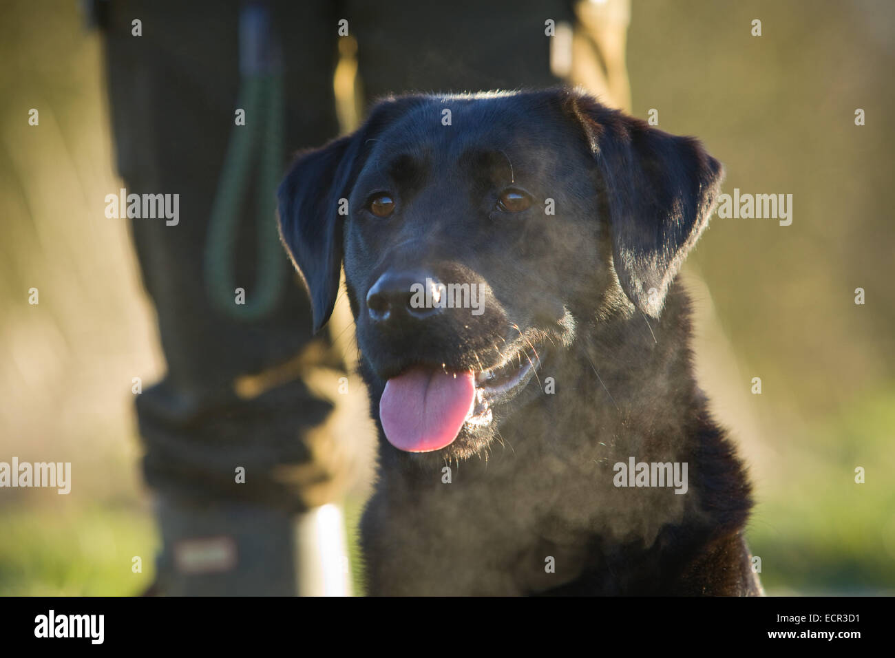 Ein schwarzer Labrador Retriever mit seinem Besitzer auf einem Fasan schießen in England Stockfoto