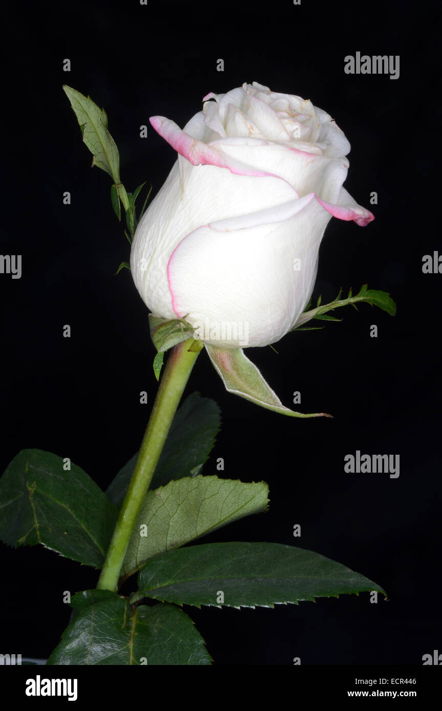 Weiße Rose auf einem schwarzen Hintergrund Stockfoto