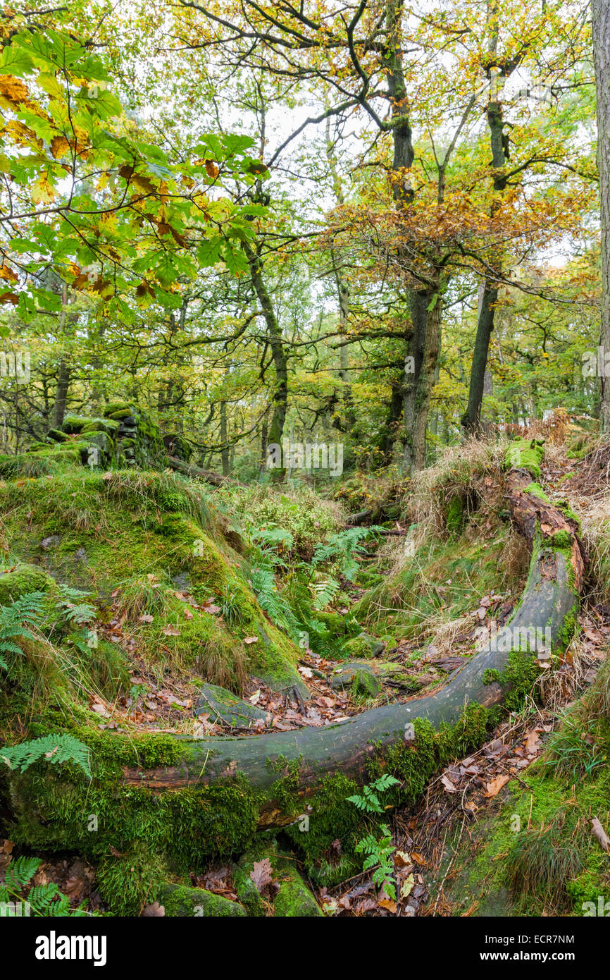 Eine alte gefallen und faulenden Baumstamm im dichten Wald im Herbst, padley Schlucht, Derbyshire, England, Großbritannien Stockfoto