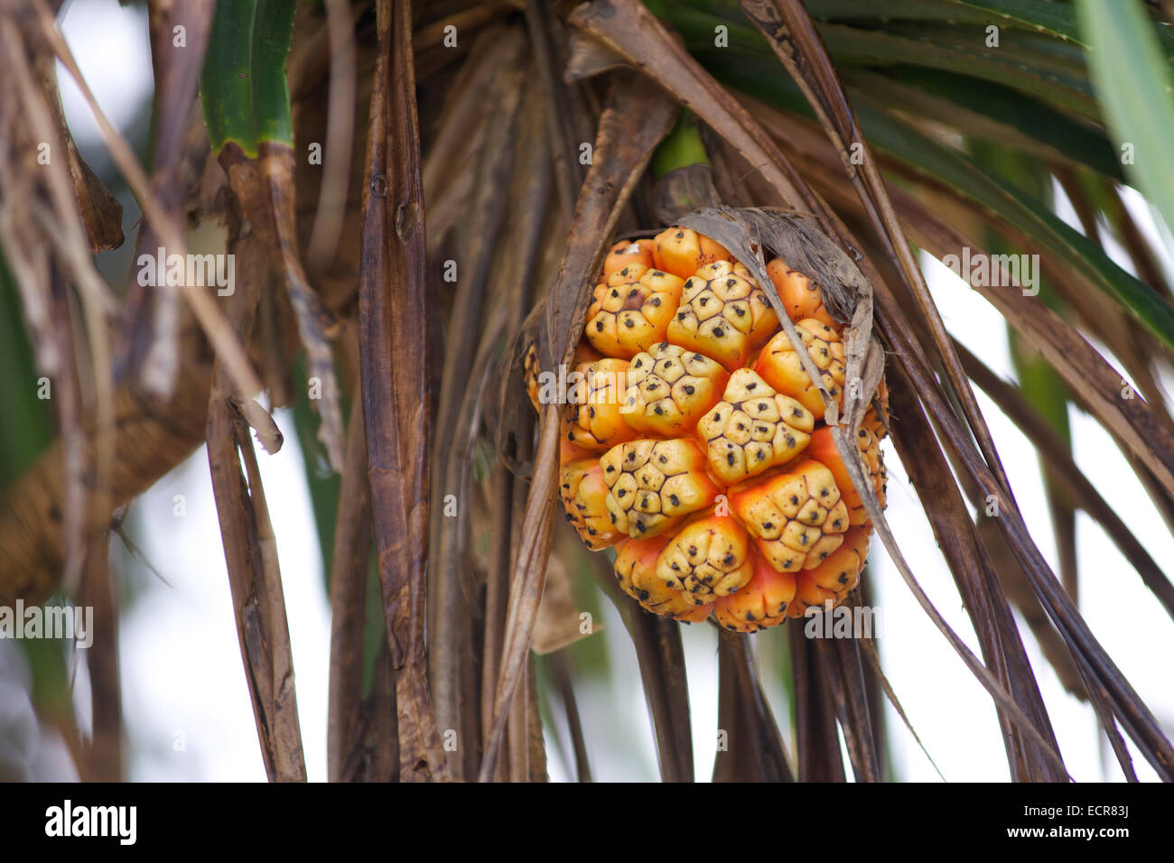 nicht essbare tropische Frucht, die von Palmen in Sri Lanka wächst Stockfoto