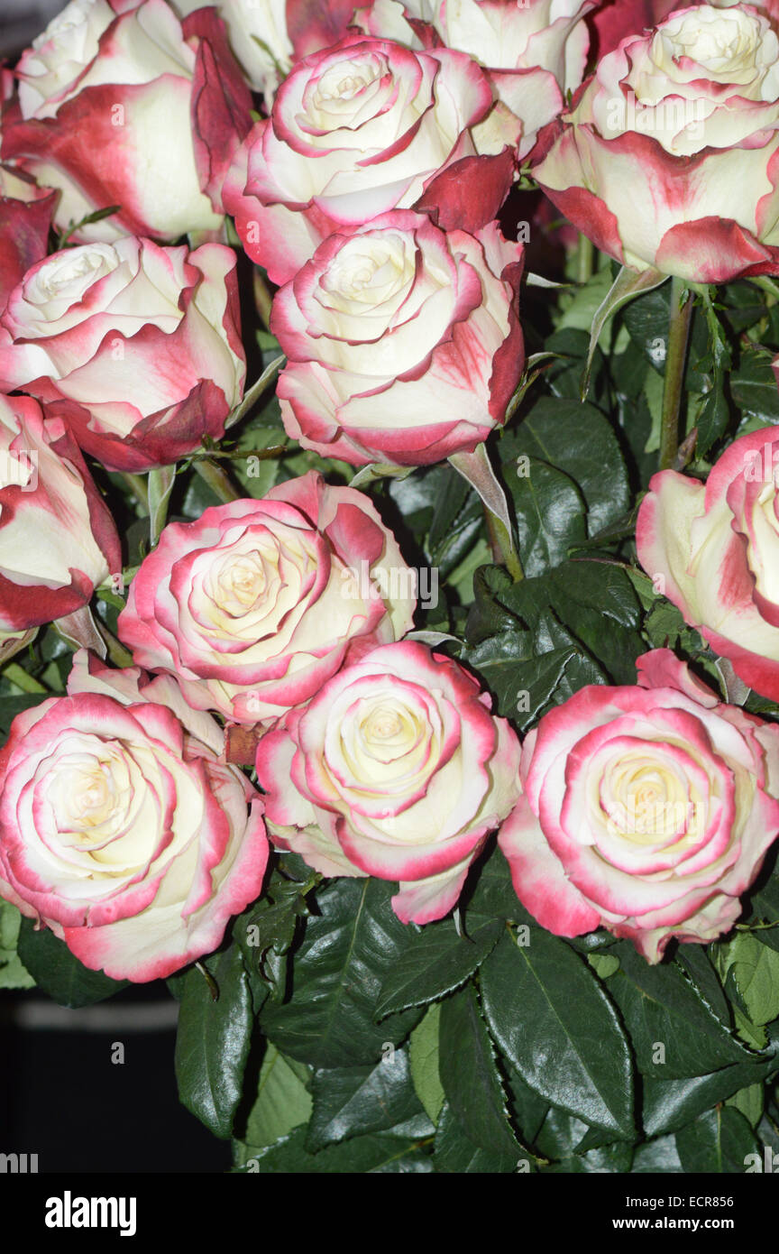 Viele weiße Rosen rot-lila Rand berauschenden Duft Stockfoto