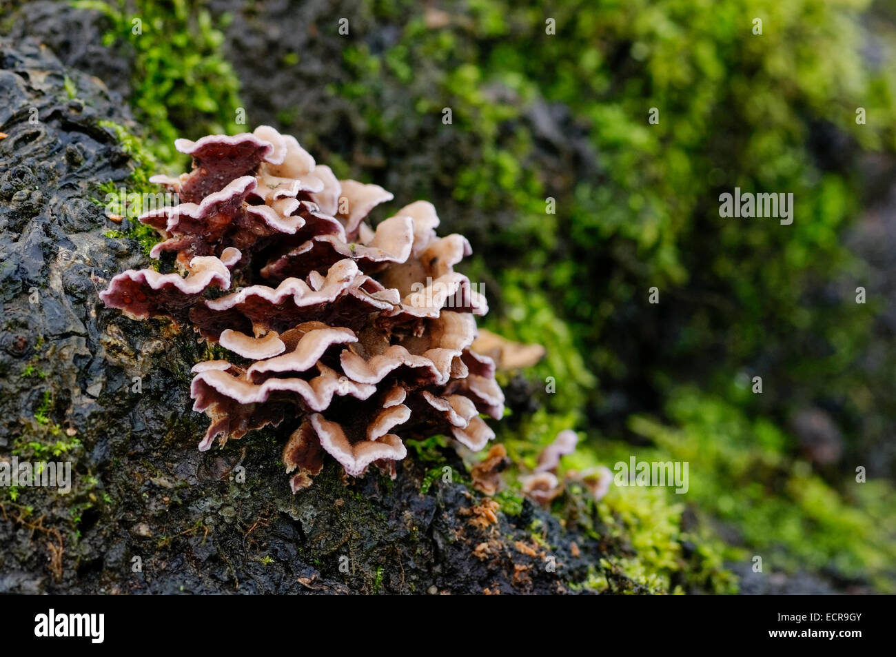Hairy Stereum (Stereum Hirsutum) Pilz auf toten Baumstamm mit Flechten, mittlere Schuss. Stockfoto