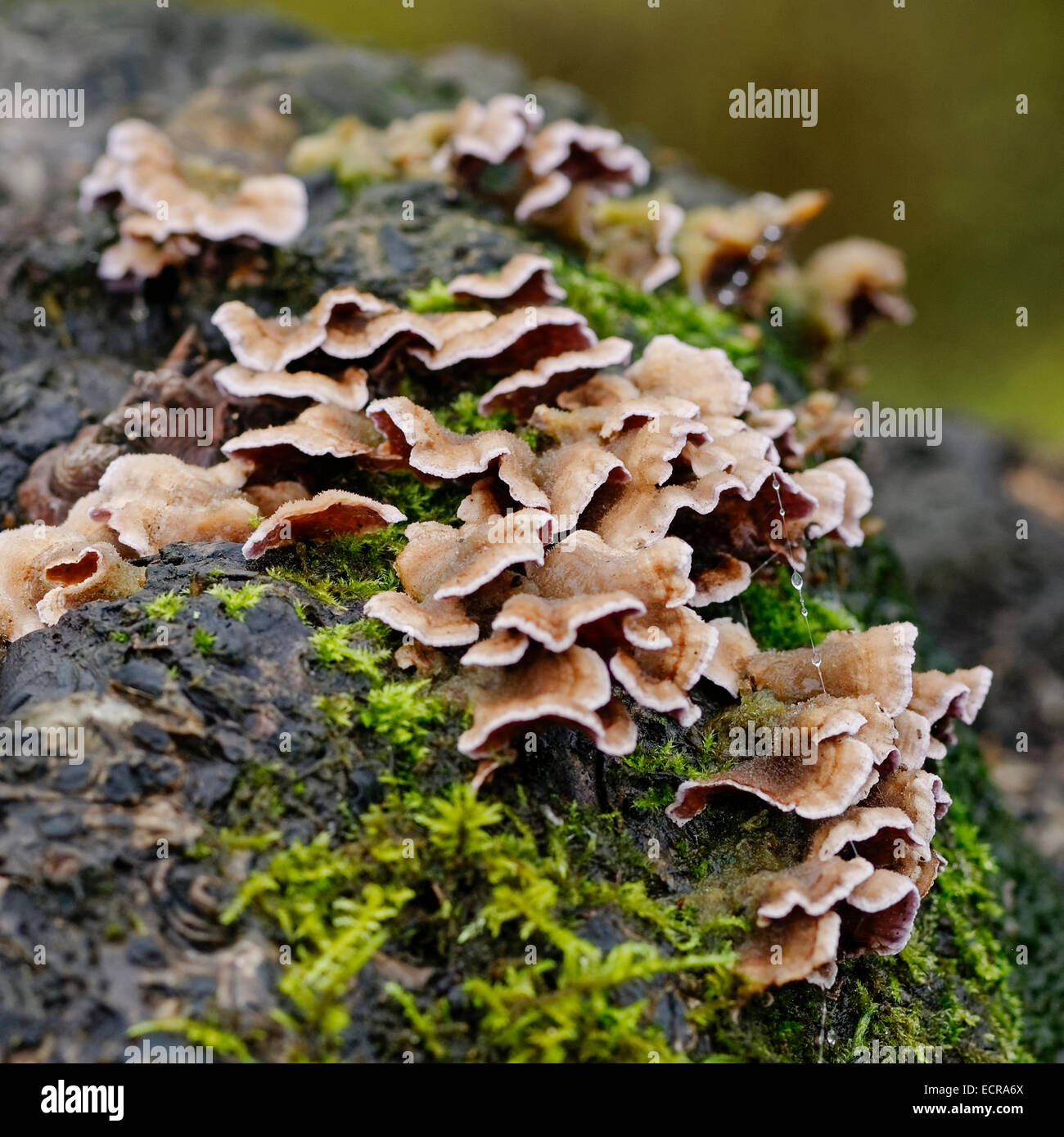 Hairy Stereum (Stereum Hirsutum) Pilz auf toten Baumstamm mit Flechten, hautnah. Stockfoto