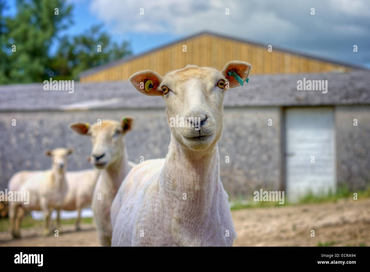 Ein einzelnes Ewe nach der Schur im Sommer stark vor einem verschwommenen Hintergrund von mehr Schafe geschoren und Wirtschaftsgebäuden gerendert. Stockfoto