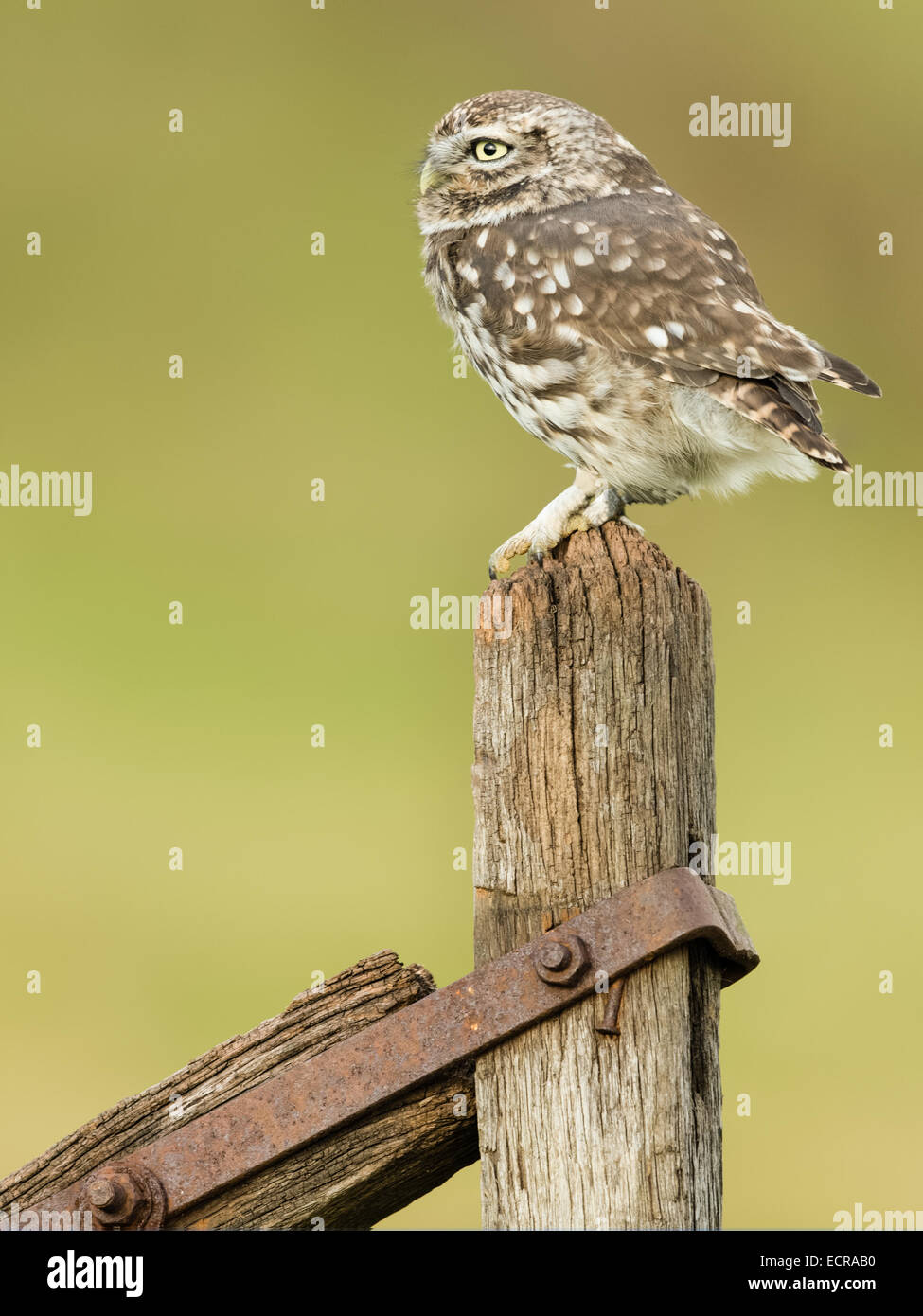 Steinkauz (Athene Noctua) hocken auf A Tor Stockfoto
