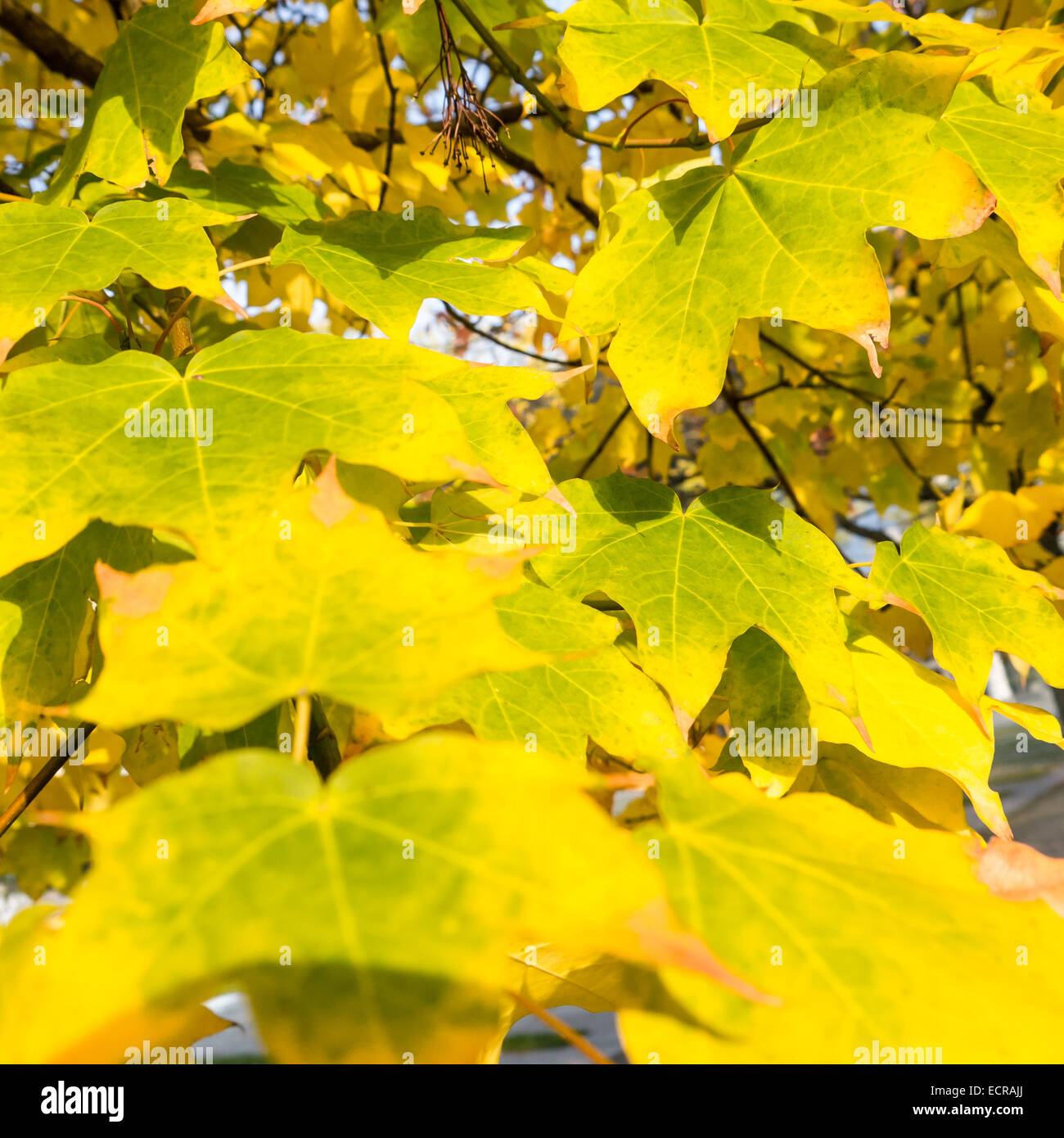Hintergrund mit gelben Blättern im Herbst Stockfoto Hintergrund mit gelben Blättern im Herbst Stockfoto