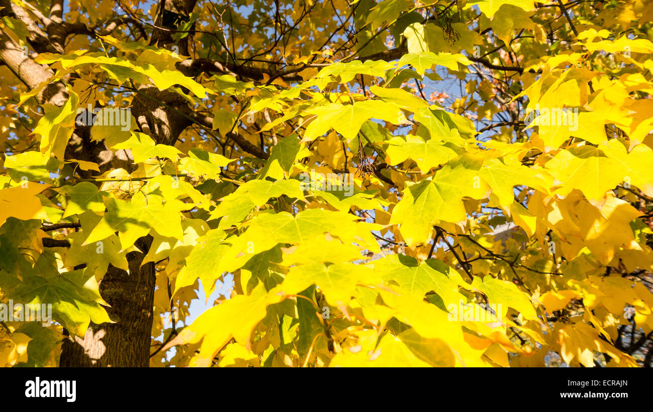 gelbe Blätter im Sonnenlicht an einem Herbsttag Stockfoto gelbe Blätter im Sonnenlicht an einem Herbsttag Stockfoto