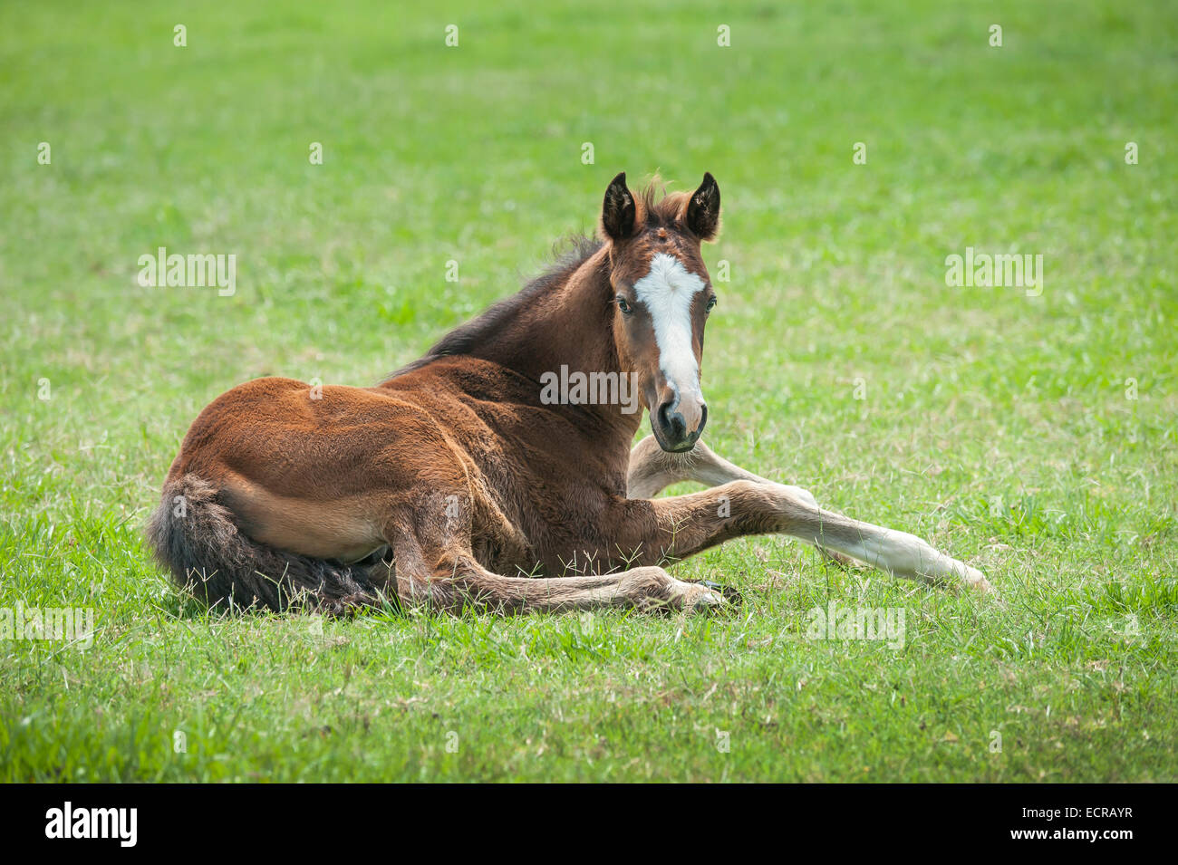 Quarter Horse Fohlen im Grass liegen Stockfoto