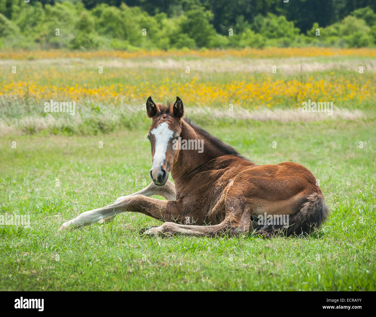 Quarter Horse Fohlen liegend auf Wiese mit Wildblumen Stockfoto