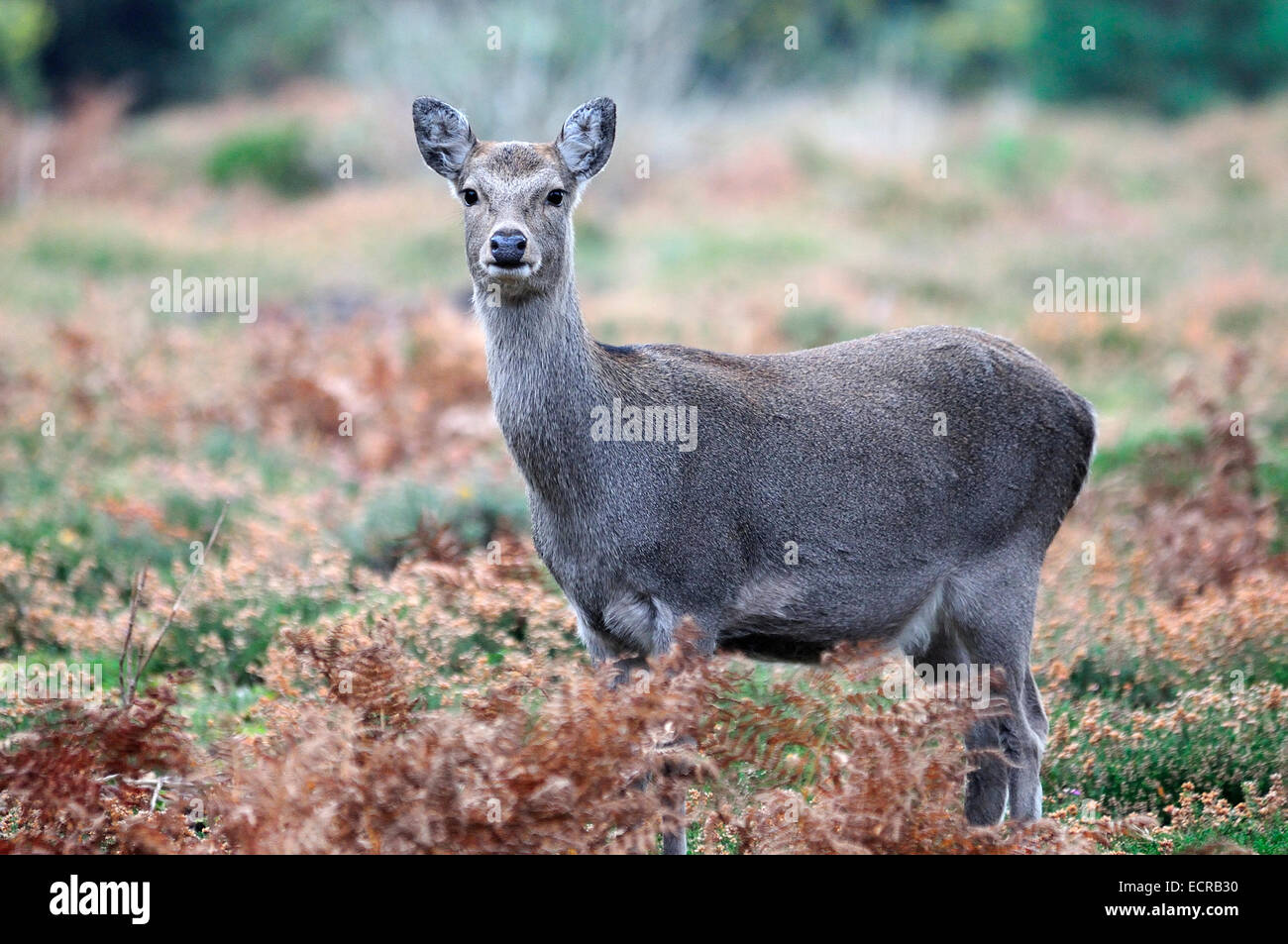 Sika Hind im Herbst. Dorset, UK November 2011 Stockfoto