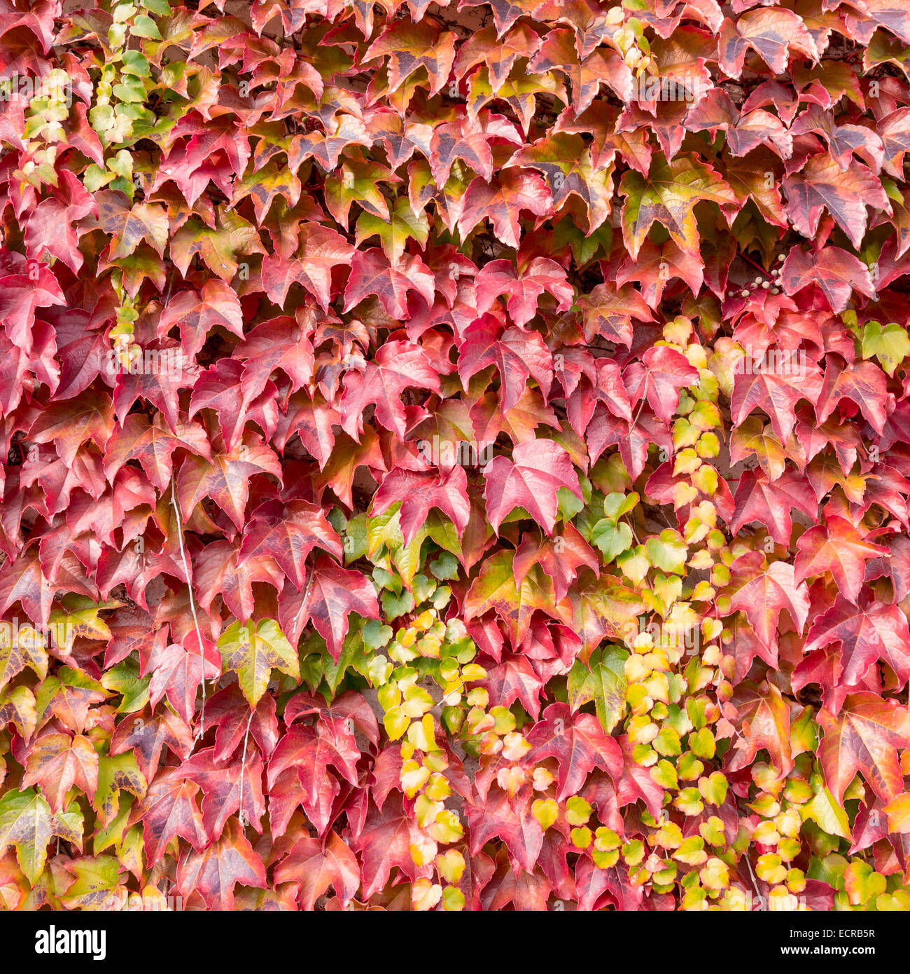 Herbstliches Laub an einer Wand Stockfoto