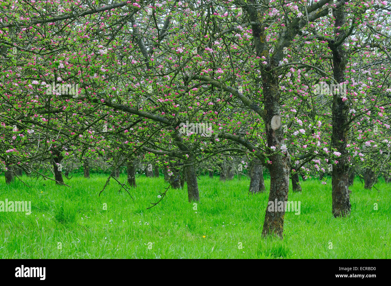 Apfelwein Apfelplantage in Blüte, in der Nähe von East Lambrook, Somerset, Großbritannien Stockfoto