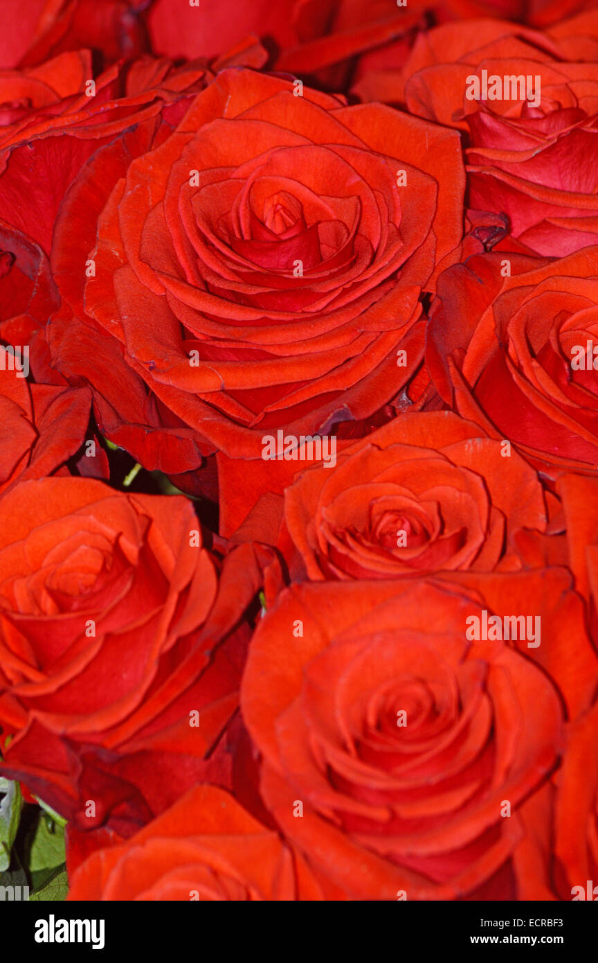 Rote Rosen-Rosen-Königin der Blumen Stockfoto