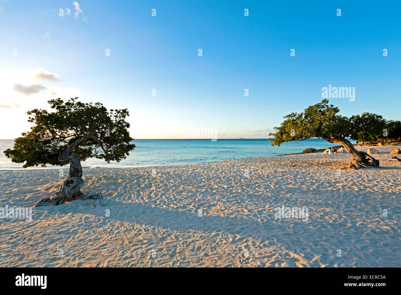 Divi-Divi-Bäume auf Aruba Insel bei Sonnenuntergang Stockfoto