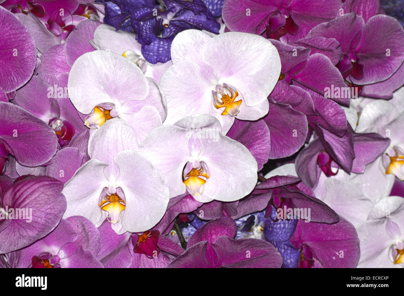 Cattleya viele verschiedene Orchideen sehr schön Stockfoto