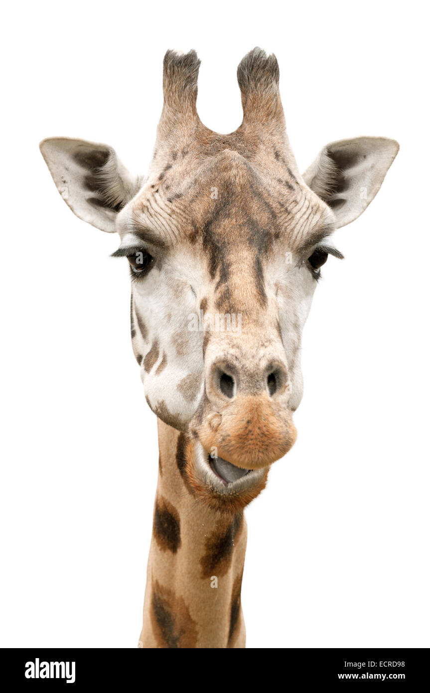 Nahaufnahme von lustige Giraffe Gesicht - isoliert auf weiss Stockfoto