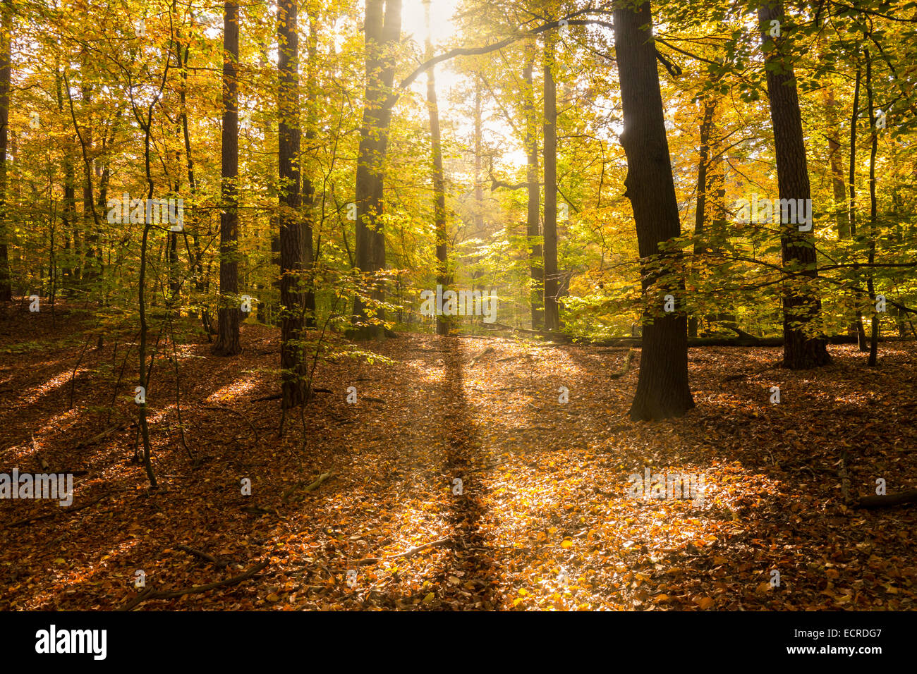 Sonnenlicht im Wald am Anfang des Herbstes Stockfoto Sonnenlicht im Wald am Anfang des Herbstes Stockfoto