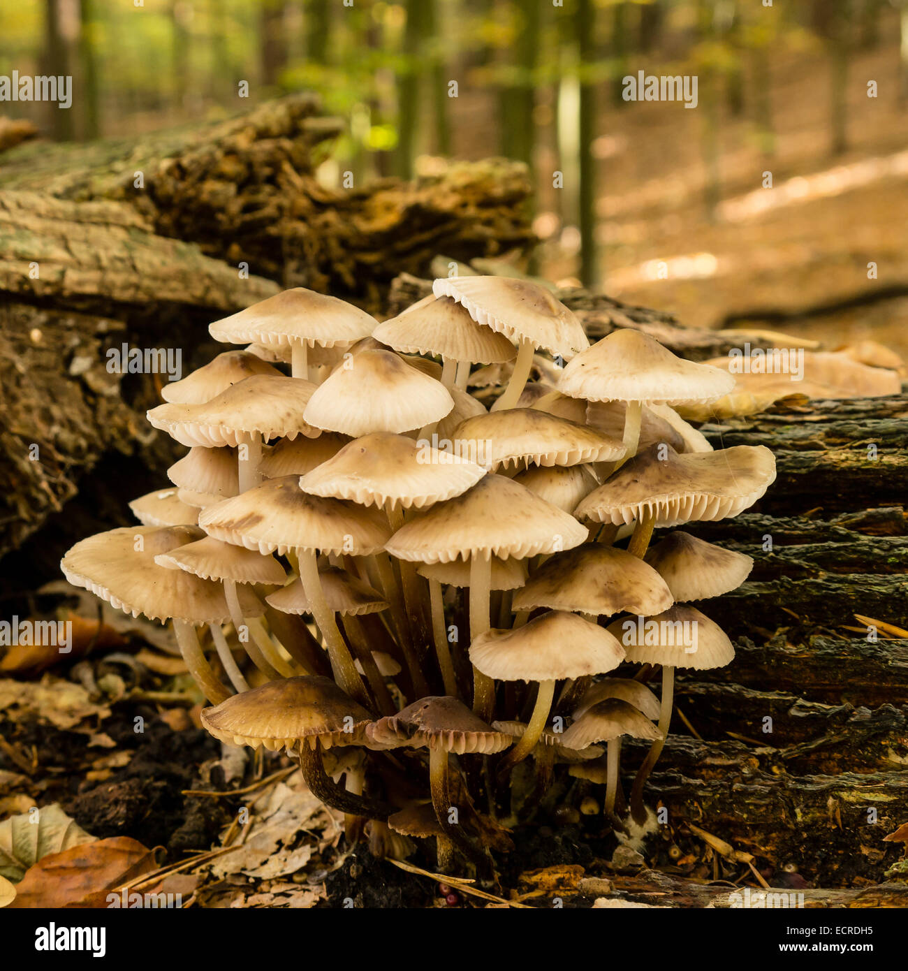 Pilze im Wald an einem Baumstamm Stockfoto Pilze im Wald an einem Baumstamm Stockfoto