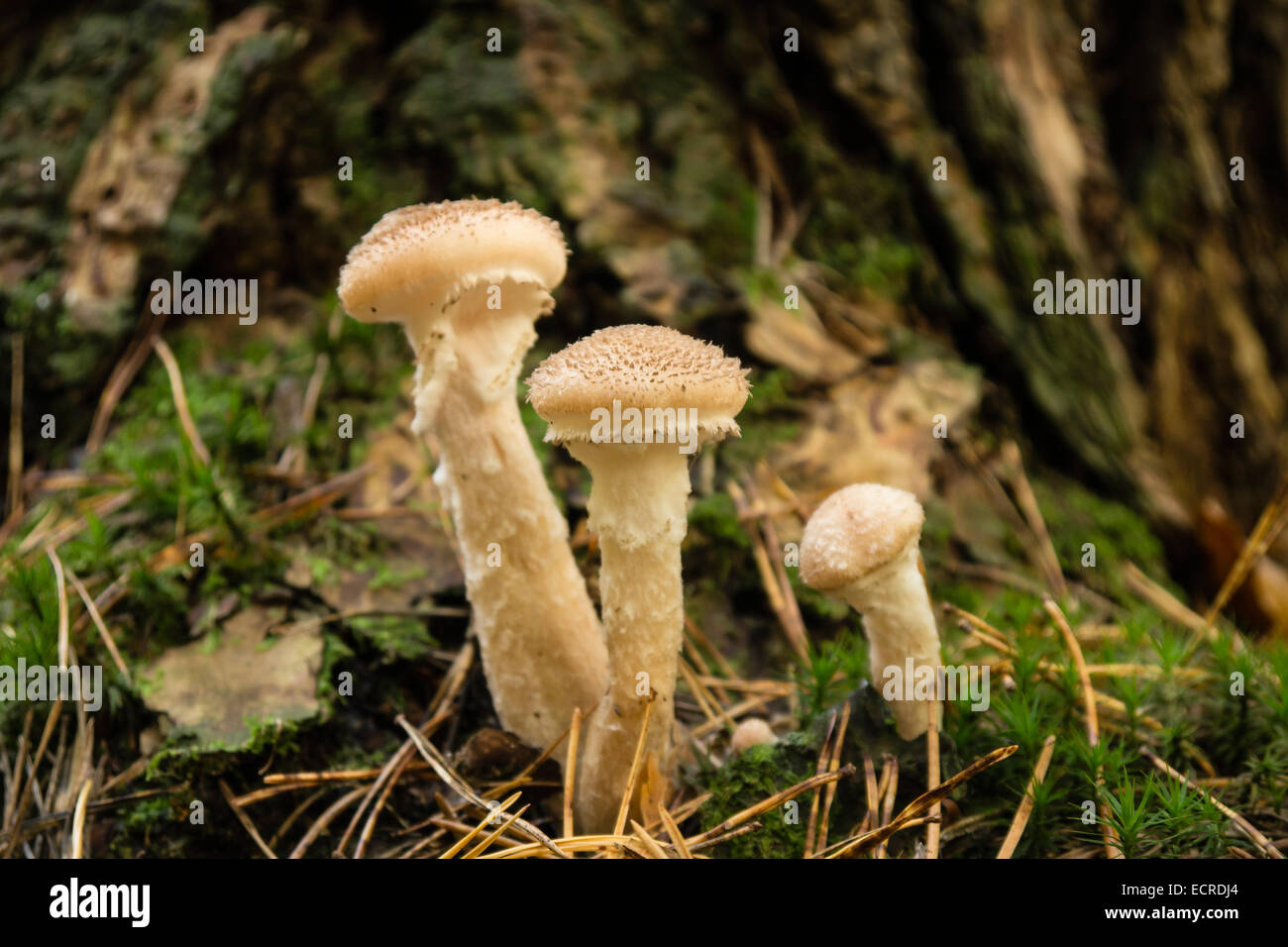 Pilze auf Waldboden im Herbst Stockfoto Pilze auf Waldboden im Herbst Stockfoto