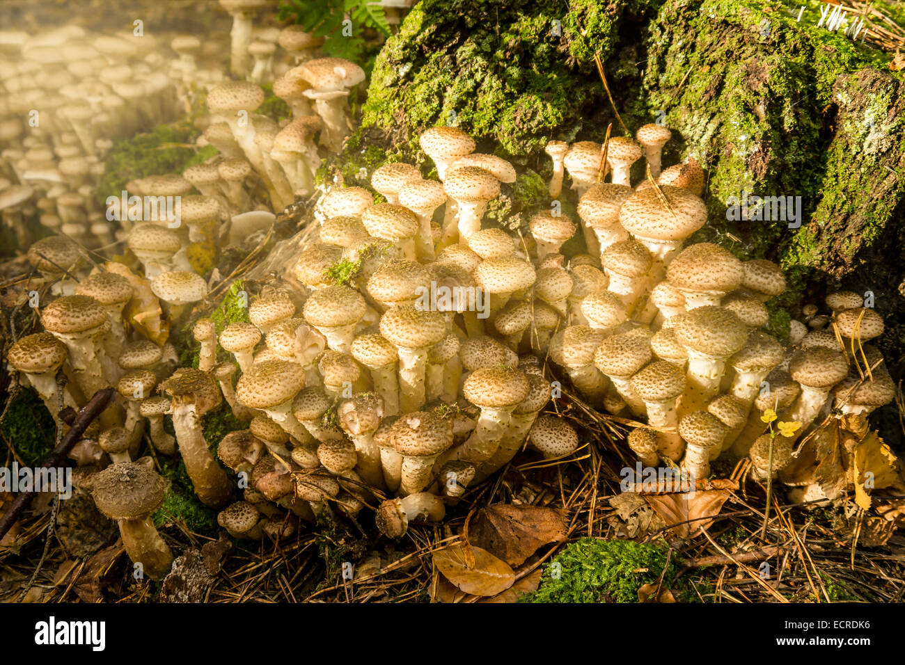 Pilze im Sonnenlicht auf moosigem Waldboden Stockfoto Pilze im Sonnenlicht auf moosigem Waldboden Stockfoto