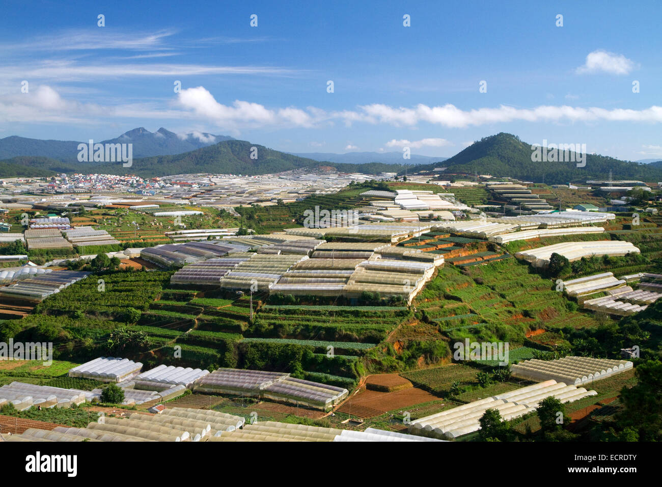 Ansicht von Gewächshäusern wachsen Pflanzen und Gemüse für den Hausgebrauch und Verbrauch im Becken Da Lat, Vietnam exportiert. Stockfoto