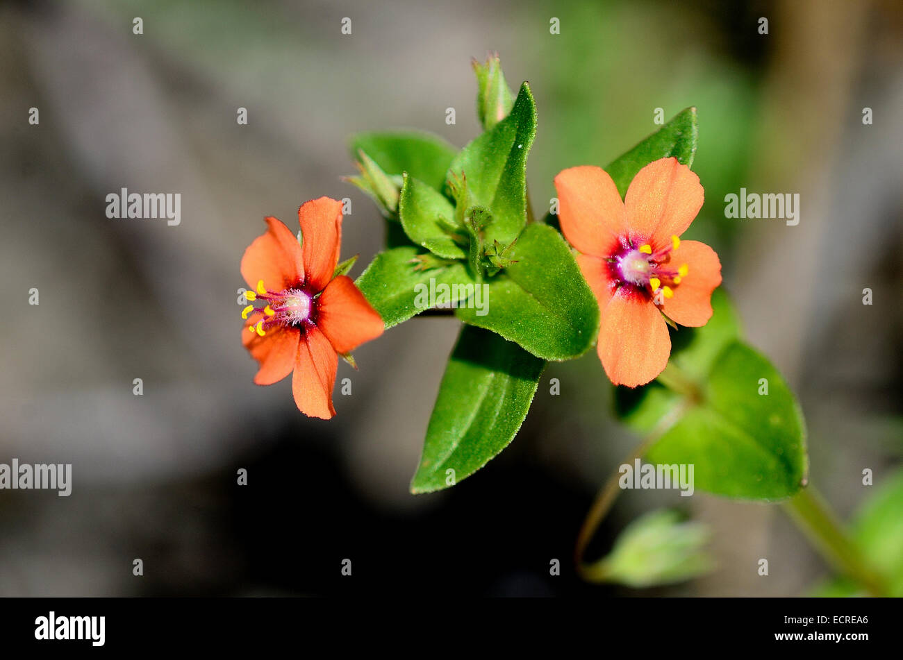 Scarlet Pimpernel in Blüte. Dorset, UK Juni 2014 Stockfoto