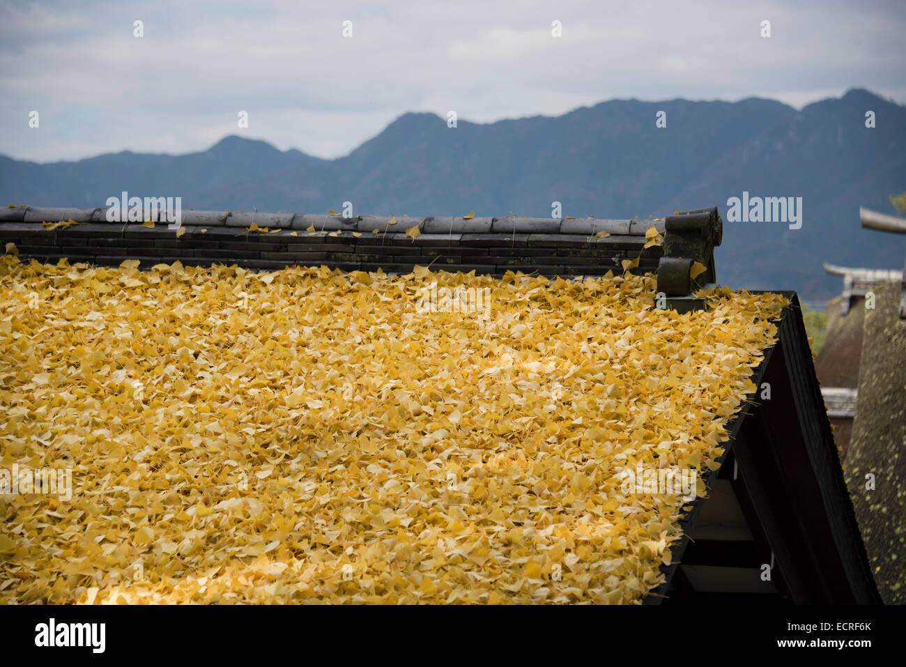 Japanische Ginkgo Blätter auf dem Dach des Tempels auf Miyajima, Japan. Stockfoto