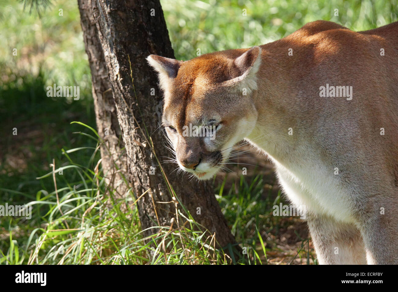 Wildkatze oder Puma, Puma Concolor, in schattigen natürlichen Lebensraum Stockfoto