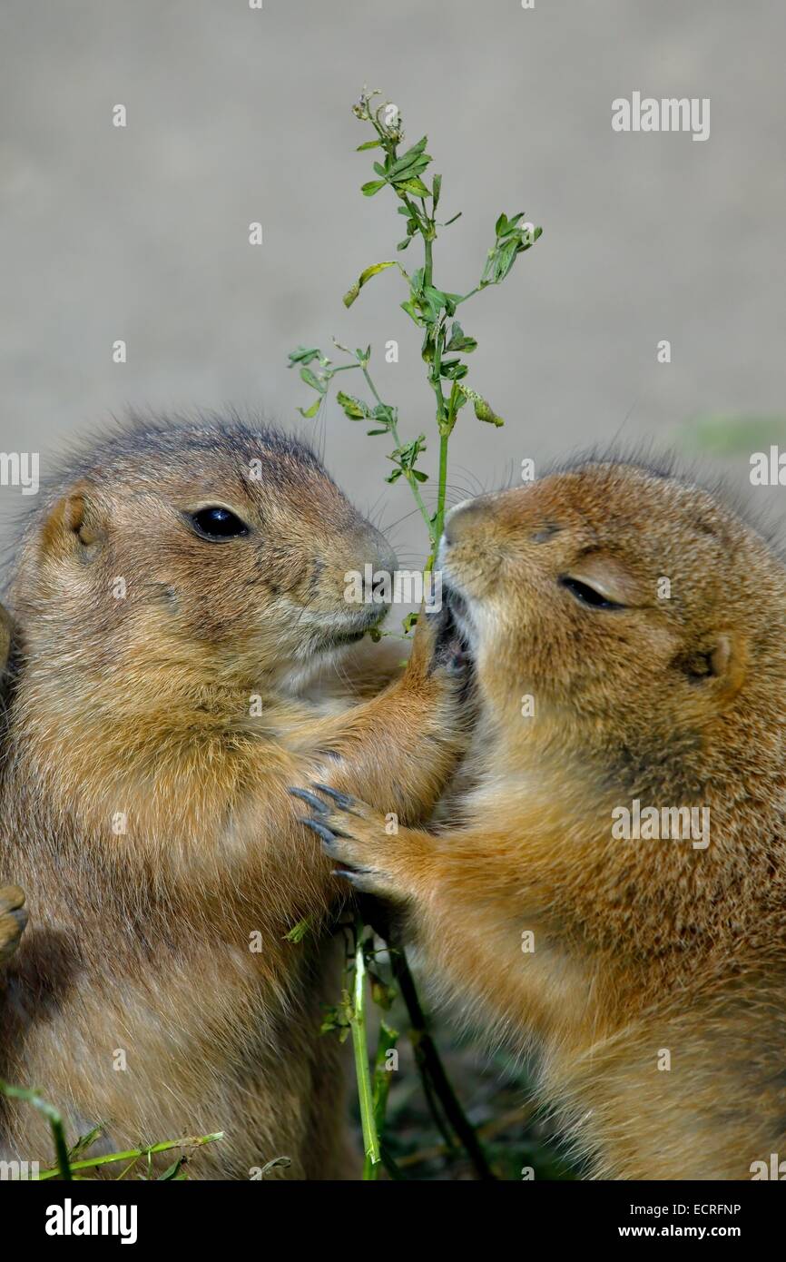 Präriehunde Stockfoto