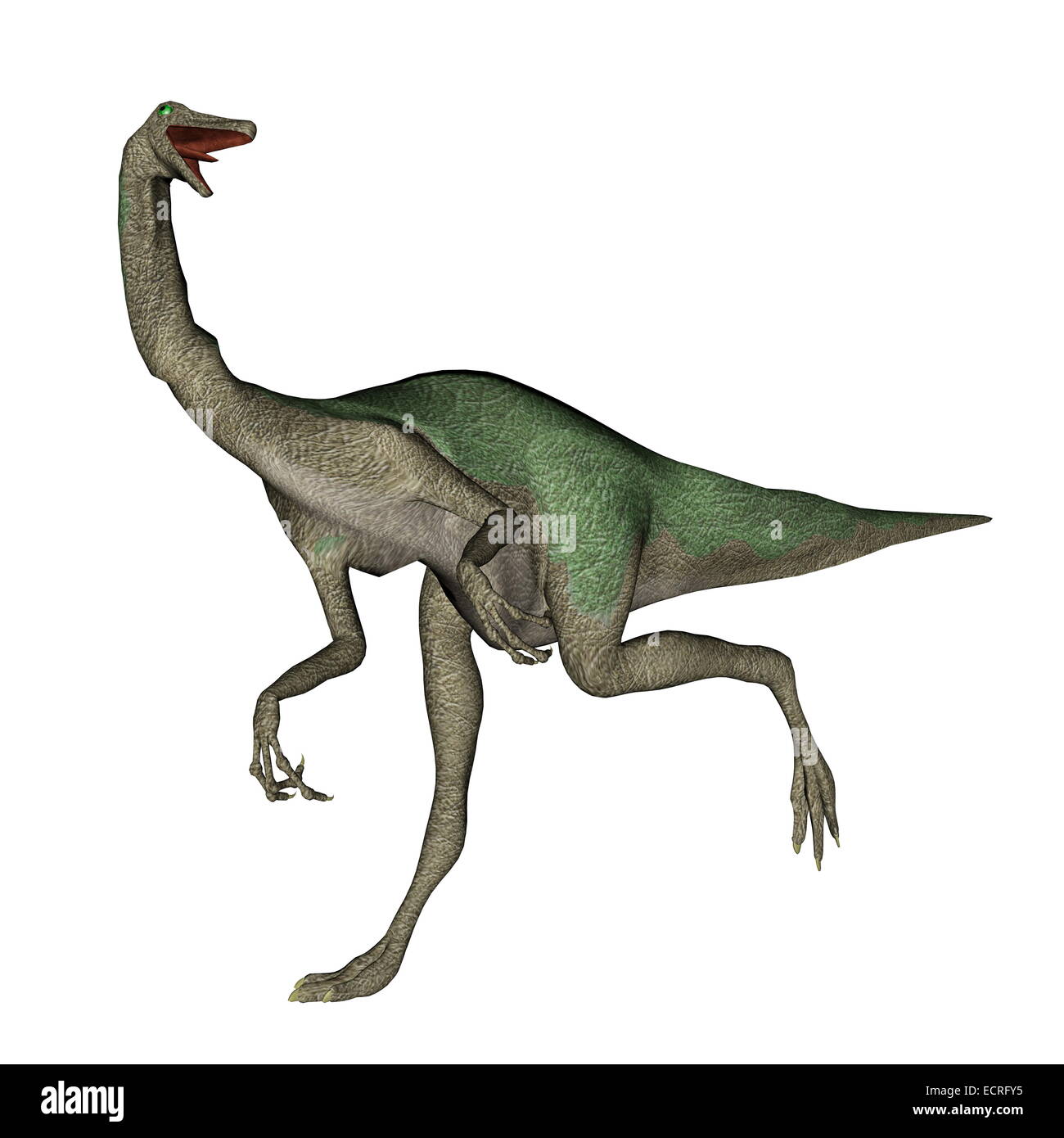 Gallimimus Dinosaurier zu Fuß in weißer Hintergrund-3D render Stockfoto