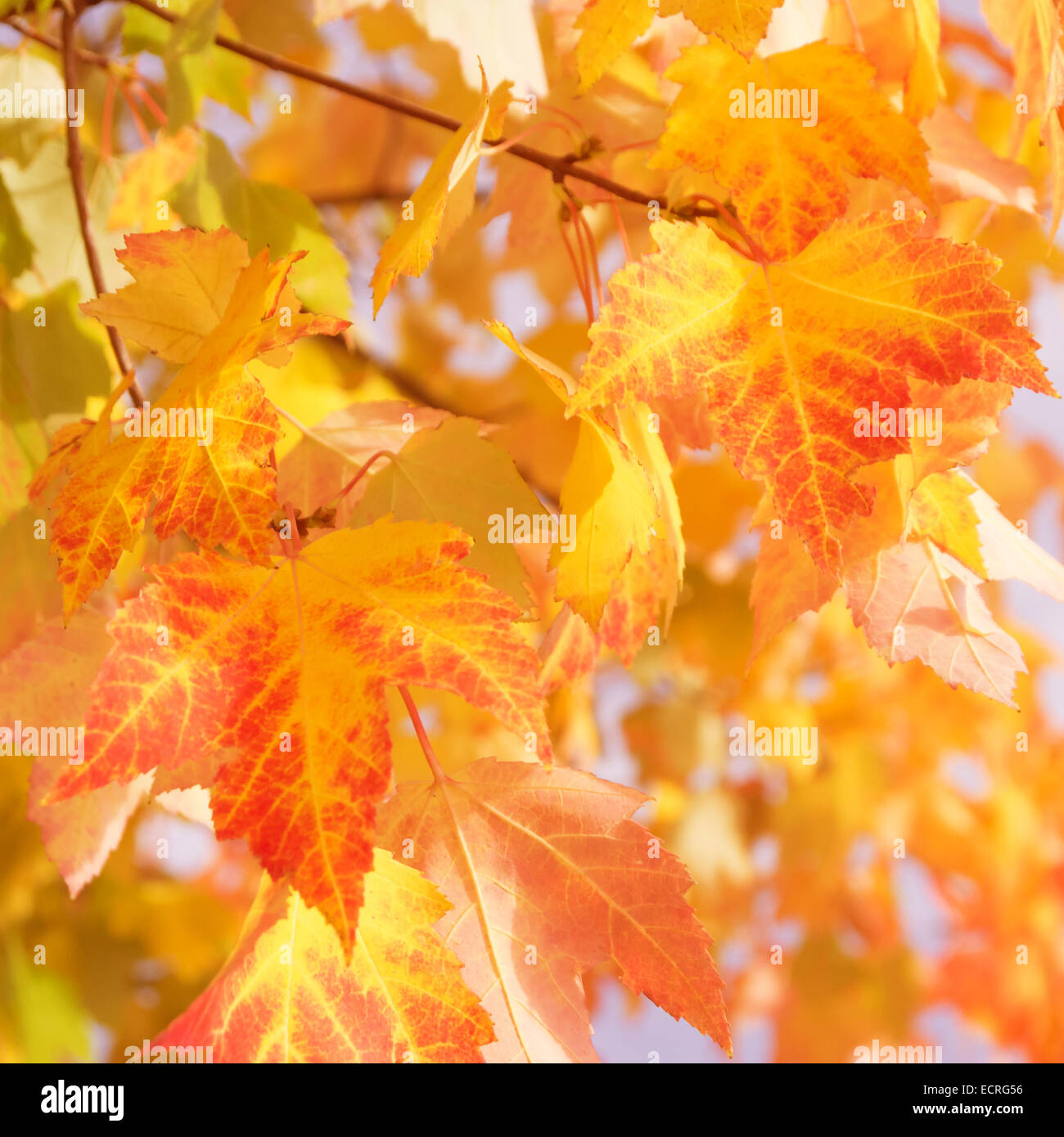 Blätter im Sonnenlicht an einem Herbsttag Stockfoto Blätter im Sonnenlicht an einem Herbsttag Stockfoto