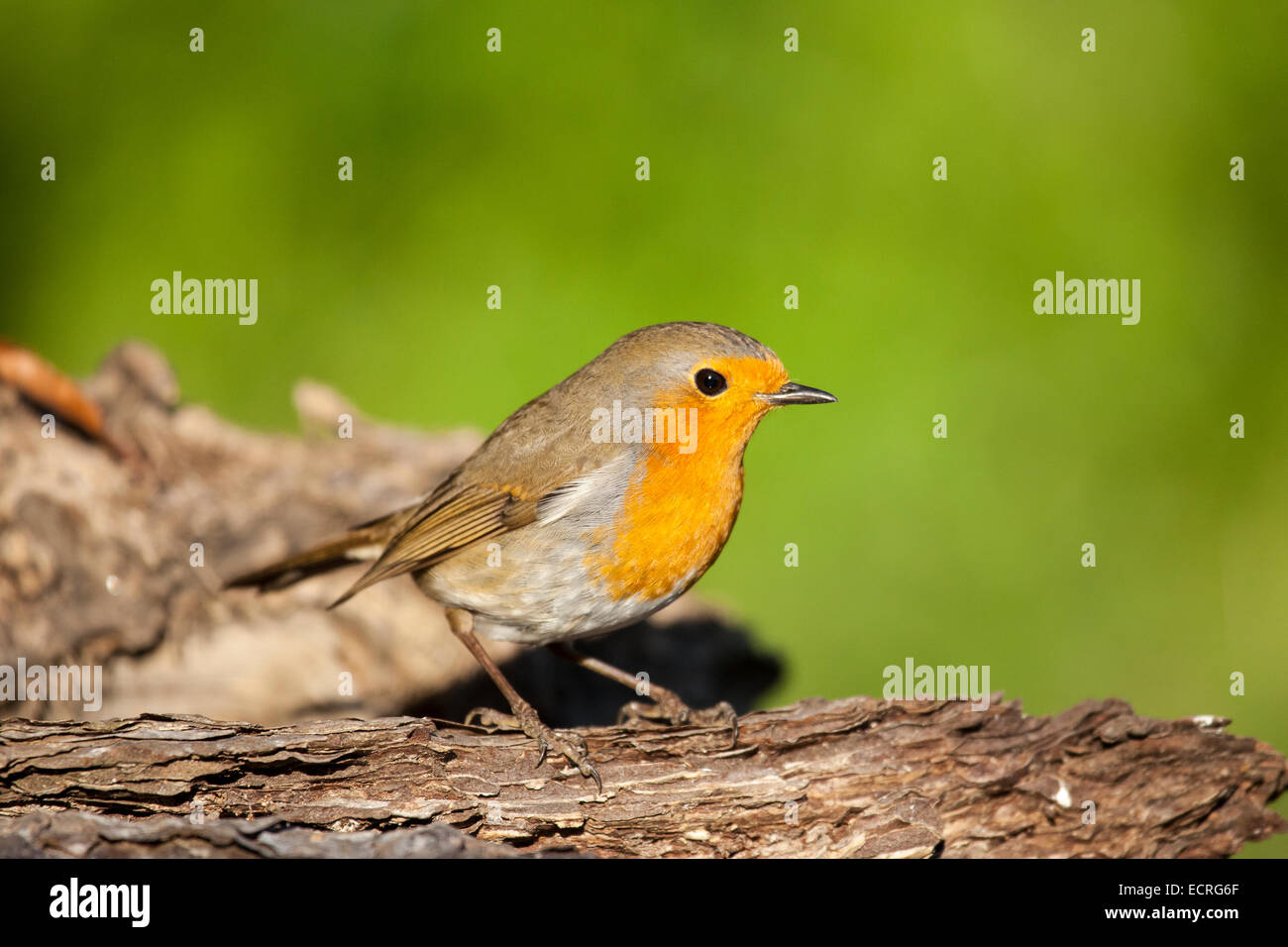 Porträt von robin Stockfoto