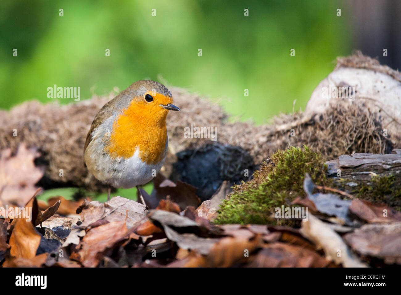 Robin mit fallenden Blätter Stockfoto